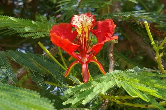 flamboyant martinique