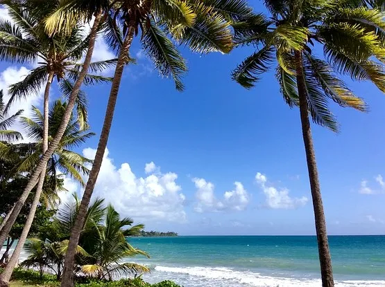 paysage martinique