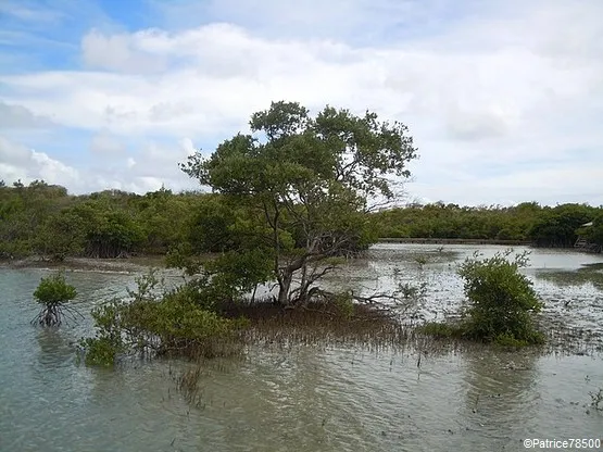 paletuvier etang salines