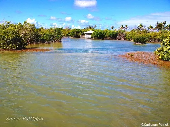 vue sur l'etang Martinique