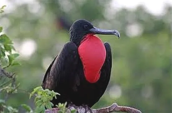 oiseau migrateur martinique