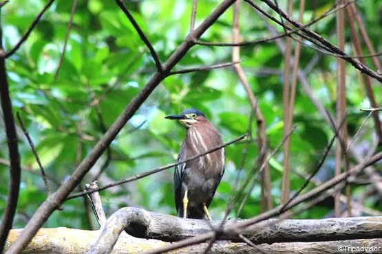 oiseau de la mangrove vatable