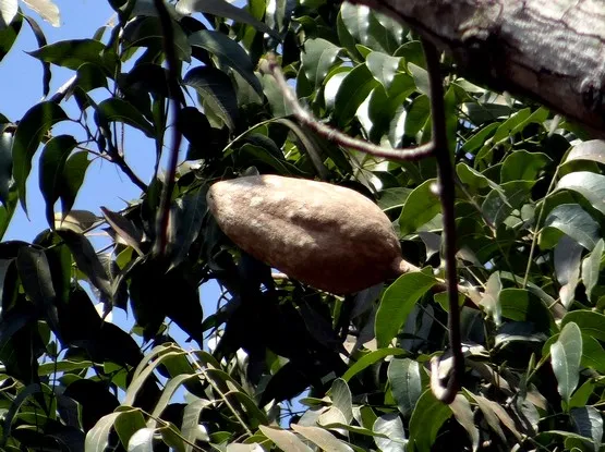 mahagony martinique