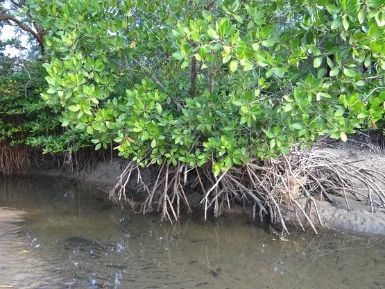 mangrove martinique