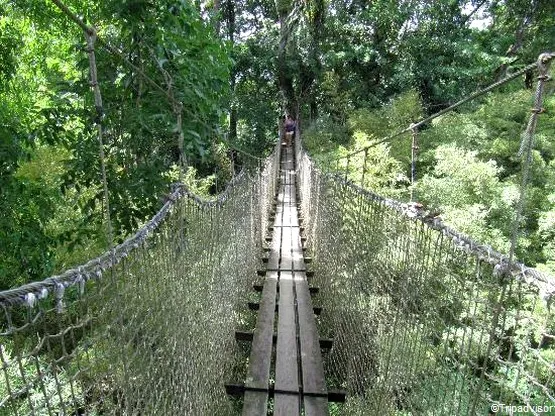 jardin de balata martinique