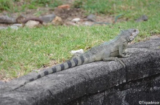 iguane fort saint-louis