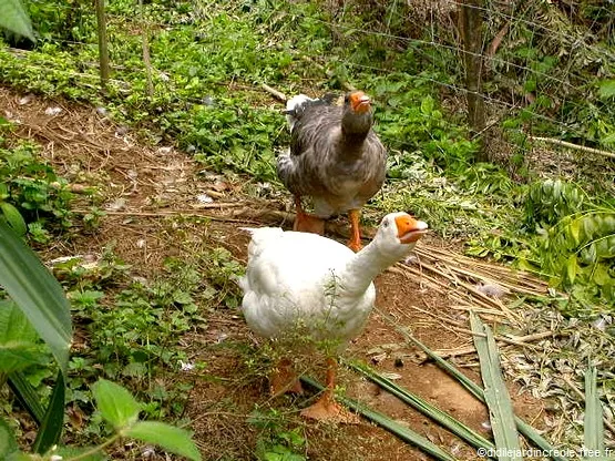 ferme Didi Martinique