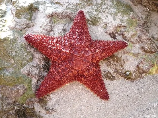 étoile de mer en Martinique