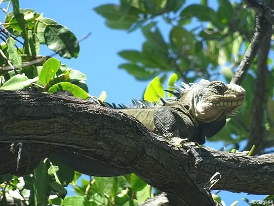 iguane en Martinique