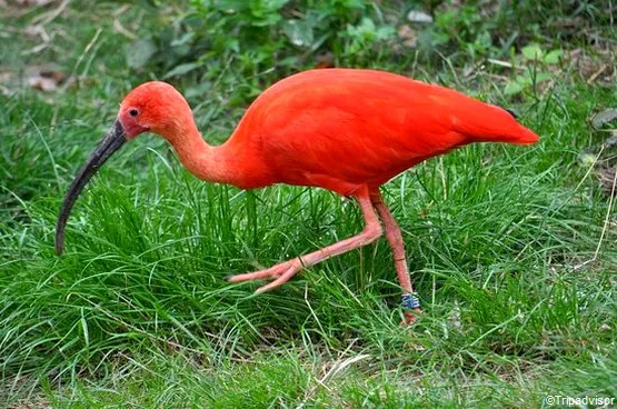 ibis rouge martinique