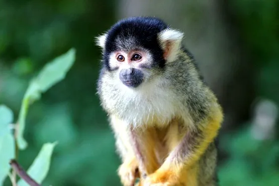 saimiris martinique