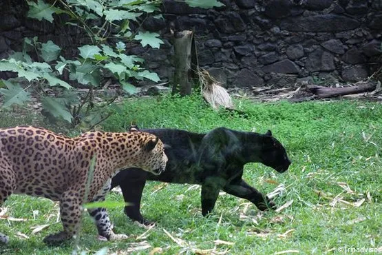 jaguars zoo martinique