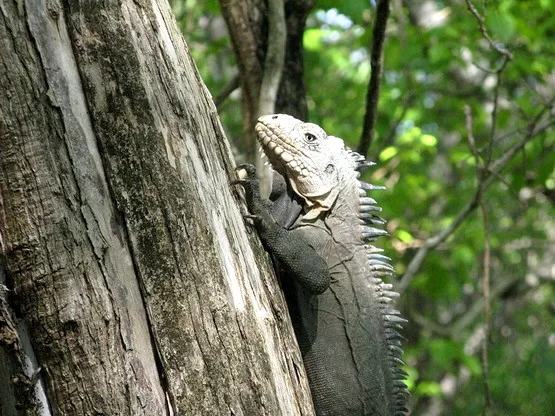 iguane martinique