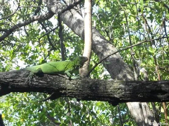 iguane martinique