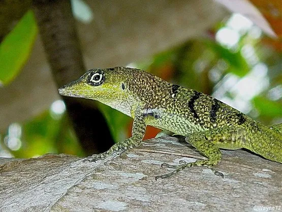 Anoli en Martinique