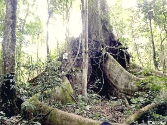 La forêt de Montravail