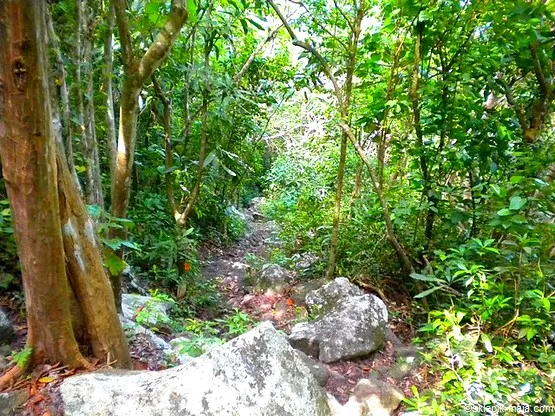 sentier du Morne Larcher