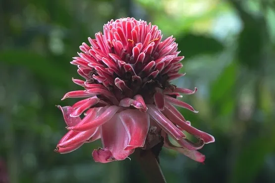 fleur en martinique parc régional