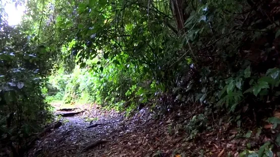 randonnée precheur martinique