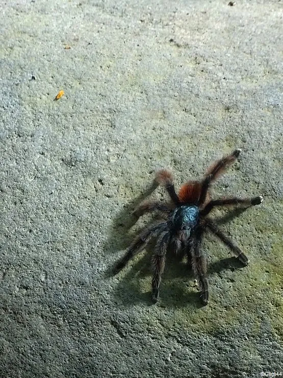matoutou falaise