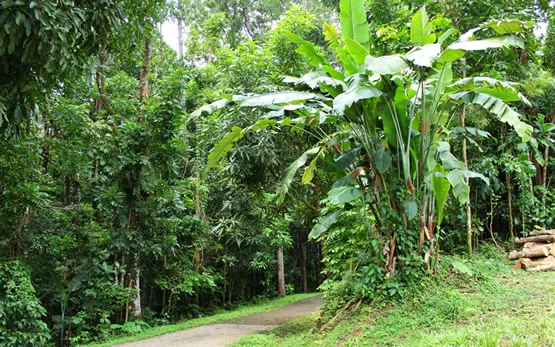 La forêt Montravail