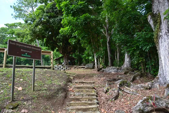 L'entrée de la forêt Montravail