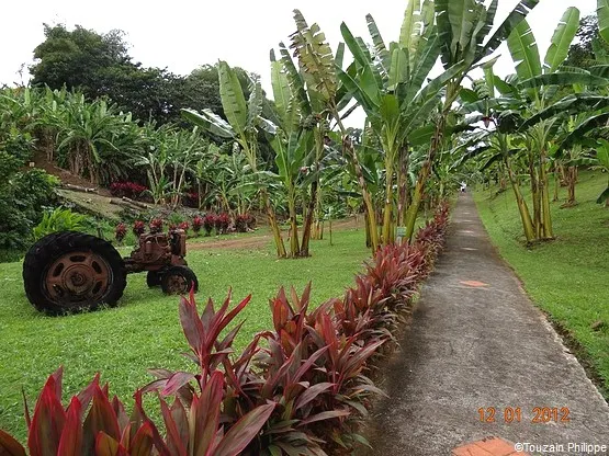 musée de la banane sainte-marie