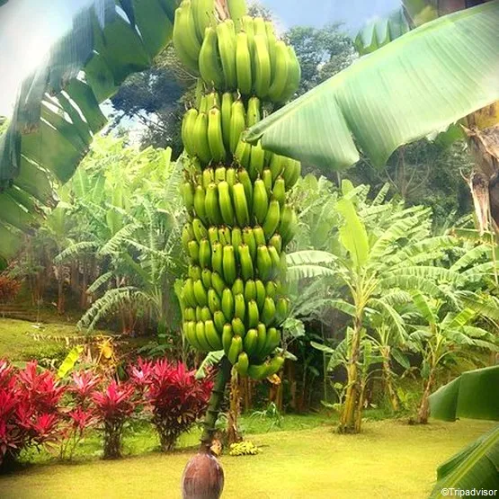 musée de la banane