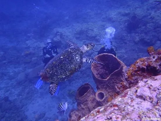 épaves à Saint-Pierre Martinique