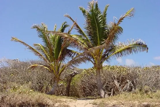 palmiers savane des petrifications