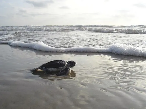 ponte tortue