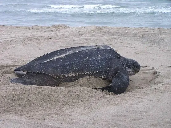 tortue luth martinique