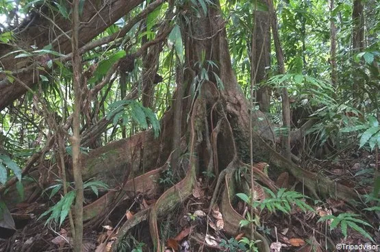 arbres randonnée martinique