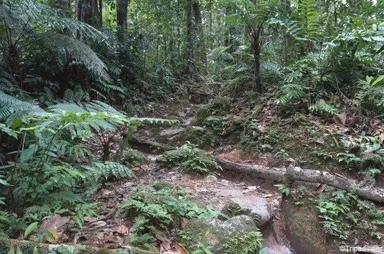 randonnée de la trace martinique