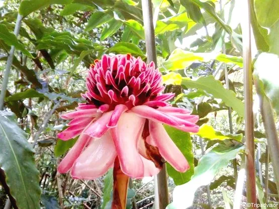 jardin de bonneville