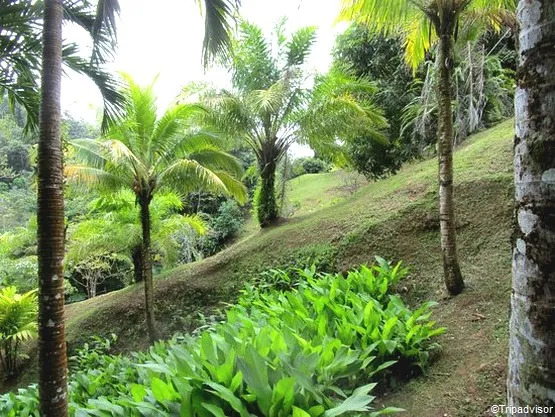 vue du jardin la trinité