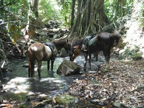 ranch trois îlets