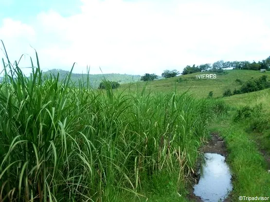 canne à sucre martinique