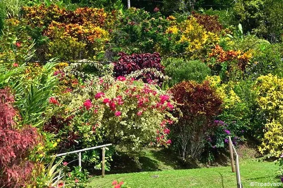 jardin montagne Martinique
