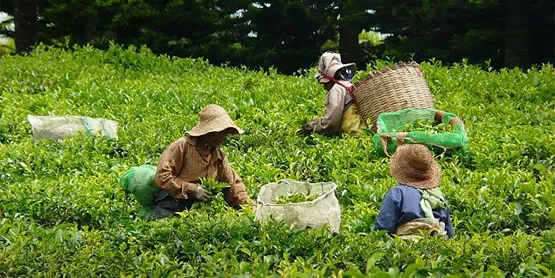 Oouvrières dans les champs de thé Bois Chéri