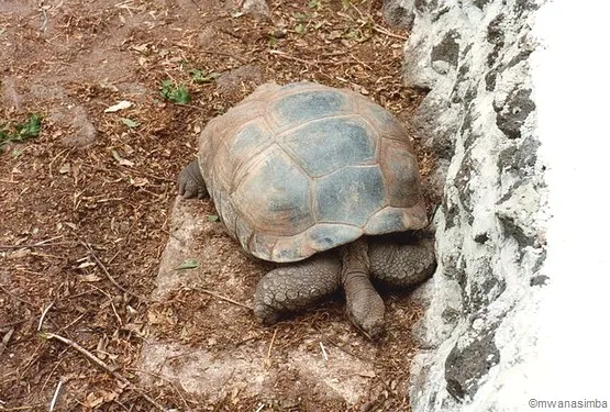 tortue ile aux cerfs