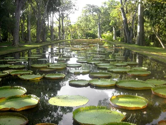 jardin de pamplemousse