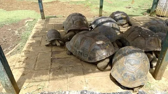 tortues île maurice