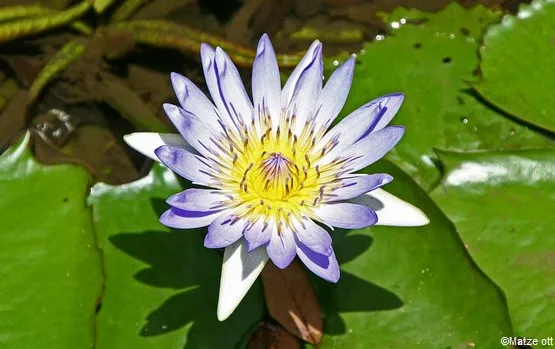 lotus île maurice