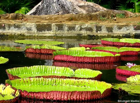 jardin île maurice