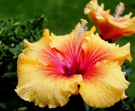 hibiscus ile maurice