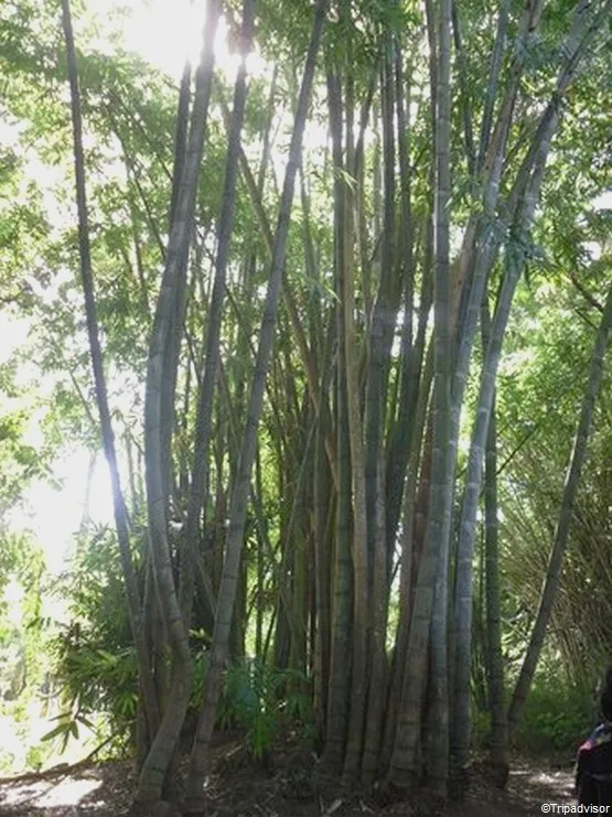 Jardin île maurice bambous