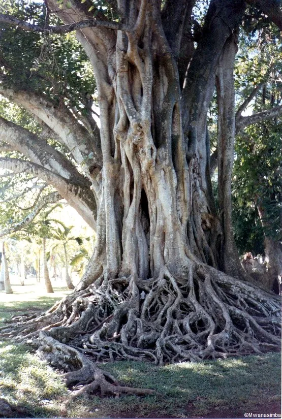 jardin de pamplemousse