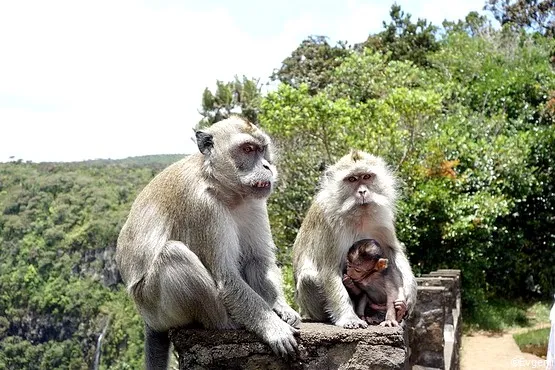 singes parc riviere noire