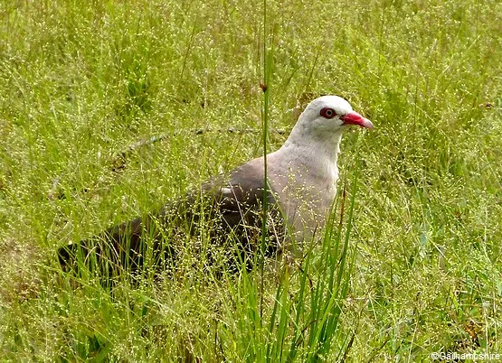 oiseau parc ile maurice